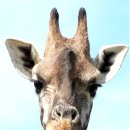 안녕 기린 이미지