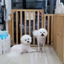 더 펫 애견샵 이미지