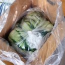 예닮골 | [예닮골] 땅끝 해남 절임배추로 김장했어요 (내돈내산)