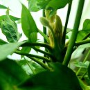 희망이 움트집 이미지