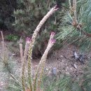 송화목장 이미지