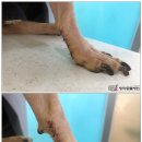 방학동물외과센터