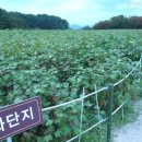 아델리아 캠핑장 이미지