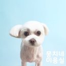 뭉치네 미용실 이미지