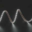 파파니