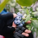 조천농장 이미지