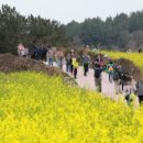 청산도봄 이미지