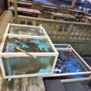 정동진백악관 | 산새도 횟집과 안목항 카페거리 강릉여행후기(2)