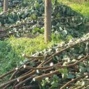 용우외가농장 이미지