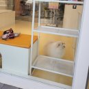 또루밍 | 평택 애견미용 가위컷전문 또루밍 / 통유리개방형 애견미용실