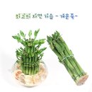 =마감=[자연가습] 최고의 자연 가습 개운죽 - 20cm/30cm/40cm/50cm/3단 - 만원당 팻말 사은품 이미지