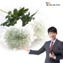 대림라이프상조