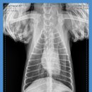 마인동물의료센터 이미지