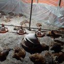 양계장닭한마리 이미지