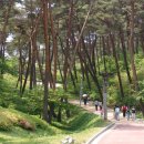 안면도자연휴양림 이미지