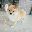 호담동물병원 이미지