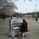 과천 대공원 4월 벚꽃 축제 날 이미지