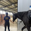 제이클라우드 | [화성] 경기도 화성 승마장 제이클라우드 승마체험 후기