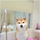 반려담 네이버블로그