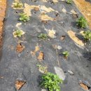 예닮이네 이미지