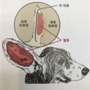 이다종합동물병원 네이버블로그