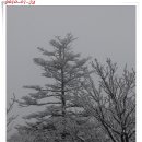 에델바이스 이미지