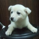 한사랑동물병원 이미지