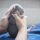 넥서스켄넬 이미지