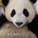 동태푸와 동태후🐼🐼 이미지