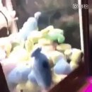 뽑기치트 이미지