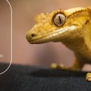 하지렙타일