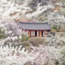 매화로 이미지