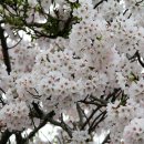 3월 4월이 기다려지는 요즘 벚꽃 유채꽃 명소 제주녹산로 미리 살펴보기 이미지