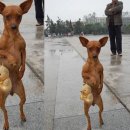 우아한강아지 이미지