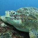 바다앞 | 필리핀 릴로안 앞바다 다이빙 후기 스완 거북이 안테나 산호 포인트