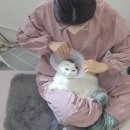 두부두부캣묭실 이미지