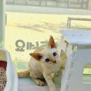 캣초딩 고양이분양 김포구래점 이미지