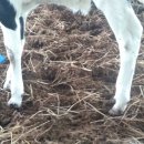 청와대목장 이미지