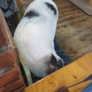 돼지두마리 이미지