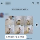 구름강아지 | 강북구 강아지분양 멍가네 비숑프리제 구름이 분양후기 - ♥