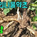 한국의 약용식물(현삼)-오삼중하나인 현삼과 뿌리모습 조회수 3천회 3년 전 이미지