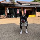 피스테일 이미지