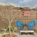 콜라니티다 이미지