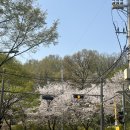 도구머리공원 | [벚꽃명소] 방배동 숨겨진 벚꽃 명소 “도구머리공원” 2024 벚꽃 만개 후기 🌸(+강아지랑 함께 벚꽃구경)