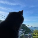 바다냥이네 이미지