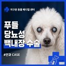 노령견 푸들 강아지 당뇨성 백내장 수술 [24시지구촌동물메디컬센터] 신도림 안과 동물병원