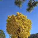 경기도 수원시 장안구 경수대로743번길 | 수원 행궁동 나홀로은행나무 실시간 절정 갈대밭 위치 주차장 공유