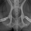 수현동물병원 이미지