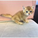 도그메리트 강아지 이미지