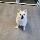 아름켄넬 이미지